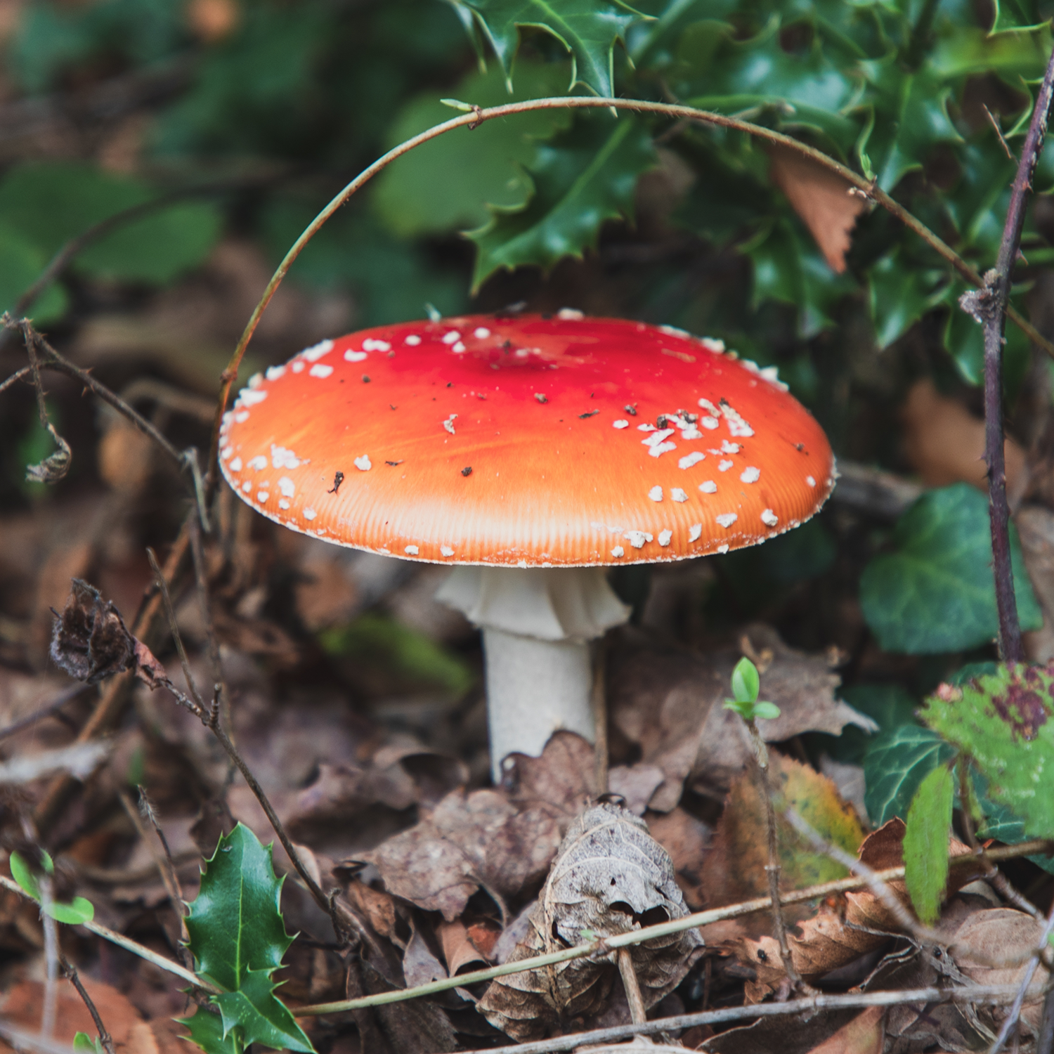 Преимущества приема мухомора в капсулах