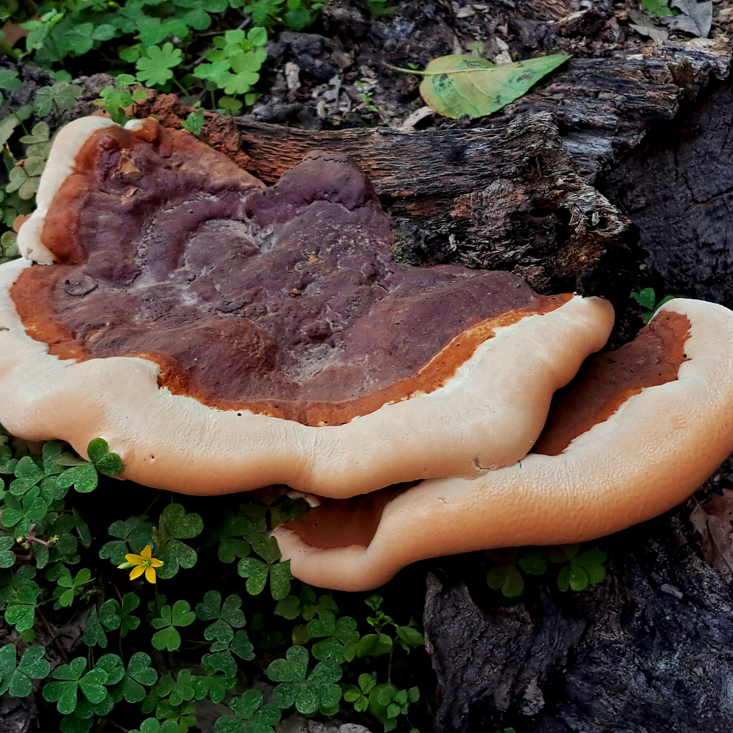 Переваги прийому Рейші