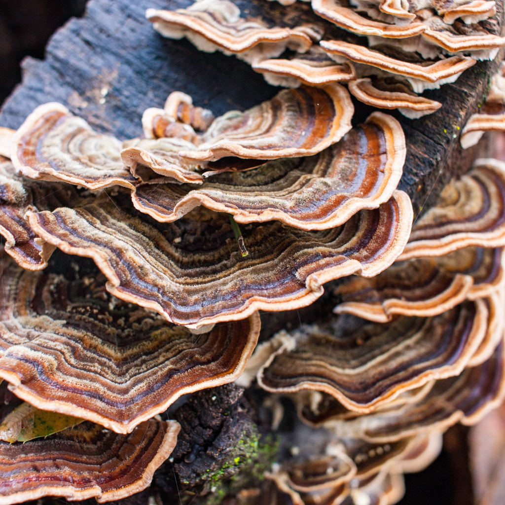 Трутовик різнокольоровий