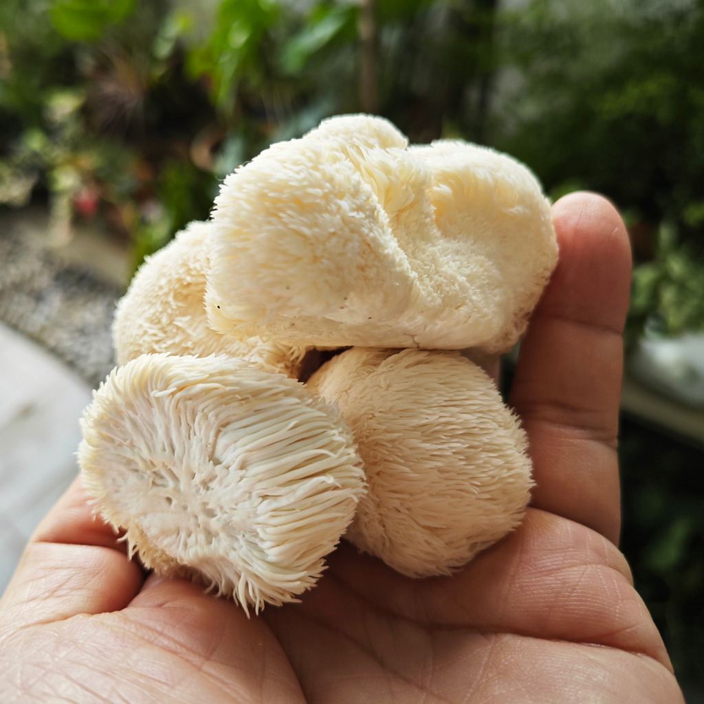 Їжовик Гребінчастий