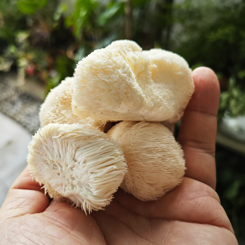 Їжовик Гребінчастий